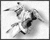 Der Falke von Galamar [© Anke Halfter]